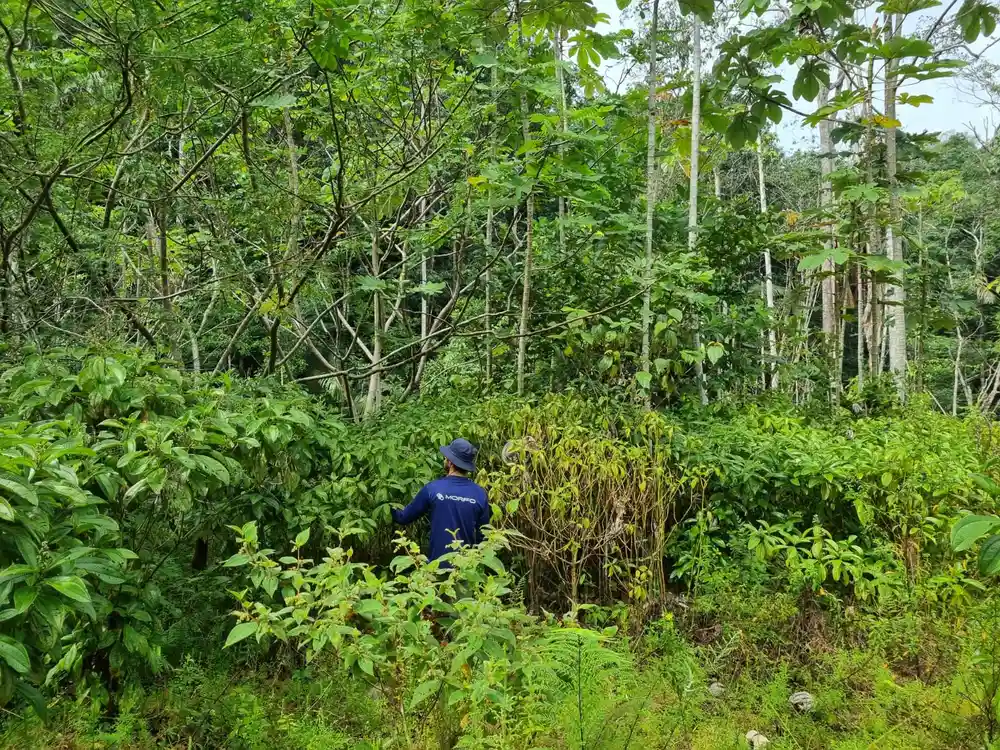 Field diagnostic campaign — Mata Atlântica