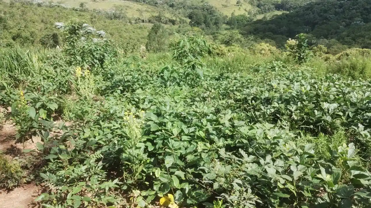 Restoration site — early growth phase